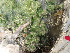 Pyura praeputialis