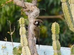 Pycnonotus leucogenys