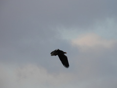 Haliaeetus pelagicus