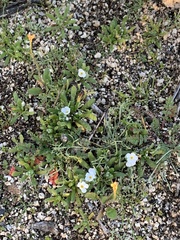 Plagiobothrys collinus