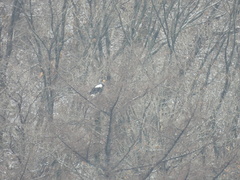 Haliaeetus pelagicus