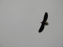 Haliaeetus pelagicus