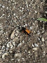 Priocnemis conformis