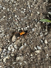 Priocnemis conformis