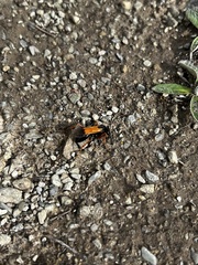 Priocnemis conformis