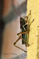 Staleochlora viridicata