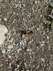 Priocnemis conformis