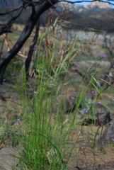 Nassella pulchra