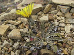 Sonchus novae-zelandiae