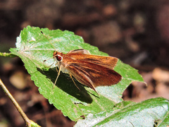 Synapte pecta