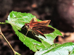 Synapte pecta