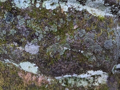 Phaeophyscia adiastola