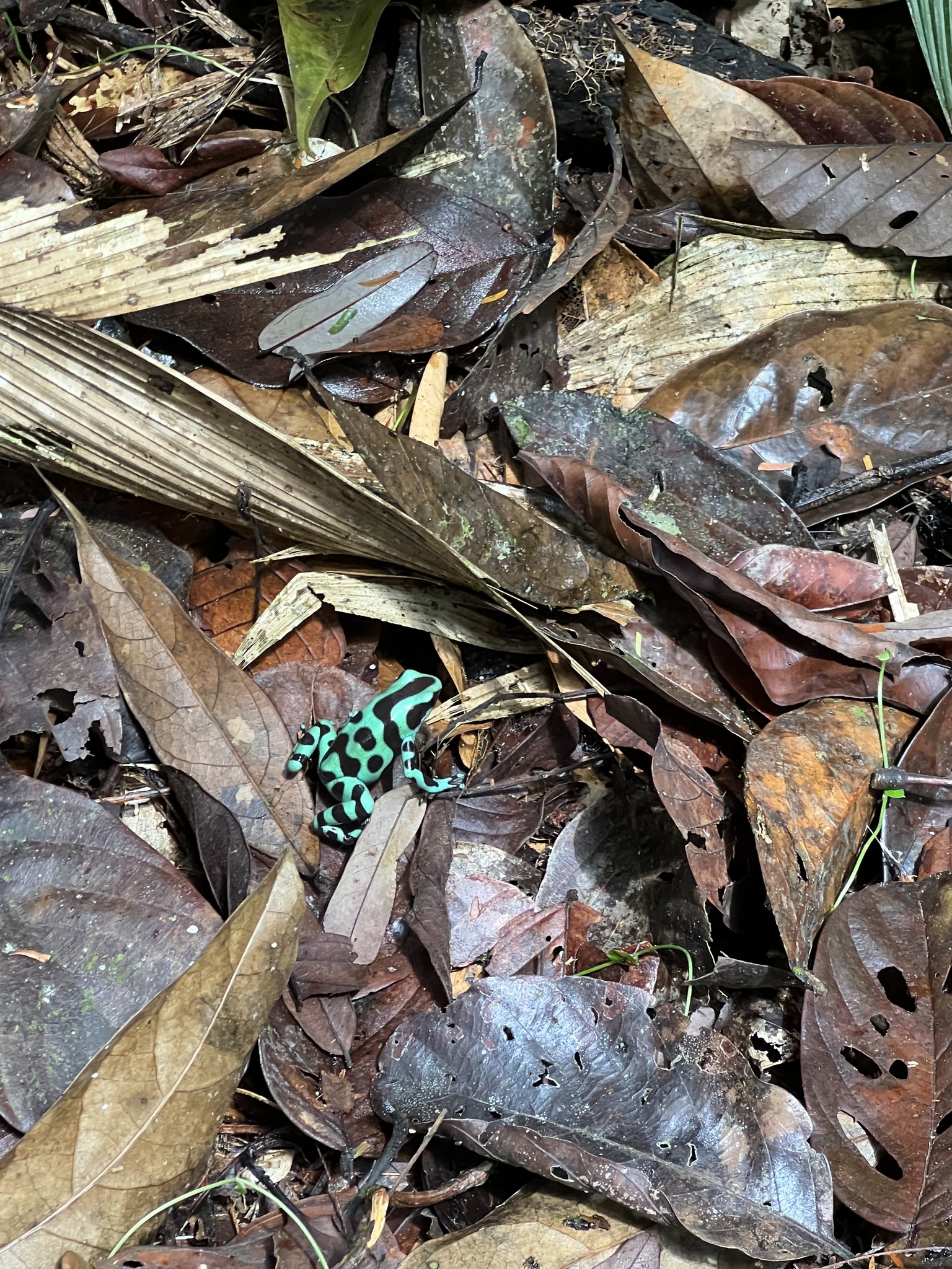 Dendrobates auratus (Girard, 1855)