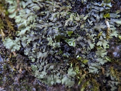 Phaeophyscia adiastola