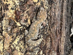 Diplodactylus lateroides