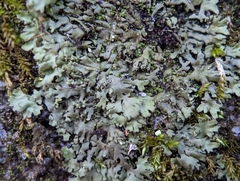 Phaeophyscia adiastola