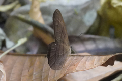 Pierella lamia chalybaea