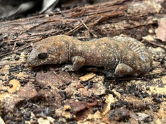 Diplodactylus lateroides