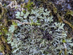 Phaeophyscia adiastola