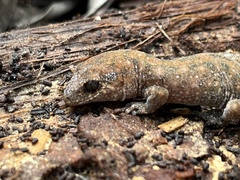 Diplodactylus lateroides