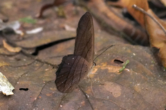 Pierella lamia chalybaea