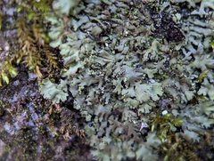 Phaeophyscia adiastola