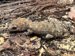 Diplodactylus lateroides