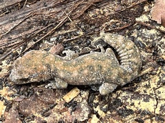 Diplodactylus lateroides