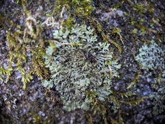 Phaeophyscia adiastola