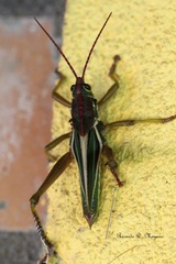 Staleochlora viridicata