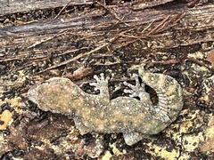 Diplodactylus lateroides