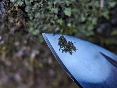 Phaeophyscia adiastola