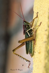 Staleochlora viridicata