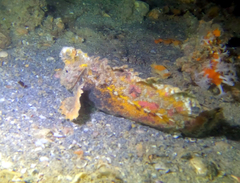 Aploactisoma milesii