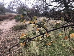 Quercus × alvordiana