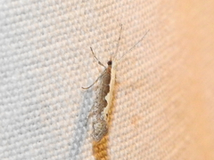 Plutella xylostella-australiana