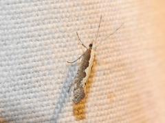 Plutella xylostella-australiana