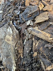 Eleutherodactylus planirostris