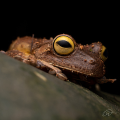 Reservoir Treefrog photo 4