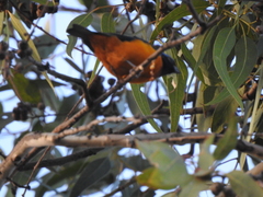 Chlorophonia elegantissima