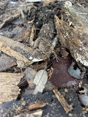 Eleutherodactylus planirostris