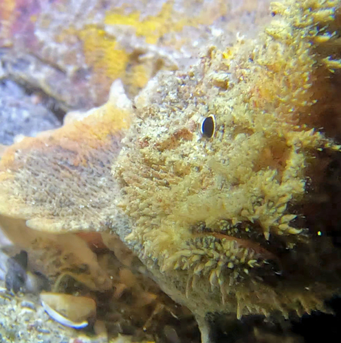 Southern velvetfish (Aploactisoma milesii) — Aploactinidae — 3