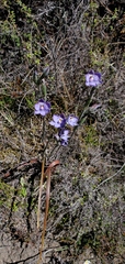 Thelymitra nervosa
