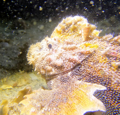 Aploactisoma milesii