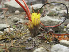 Sonchus novae-zelandiae