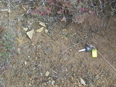 Sonchus novae-zelandiae