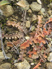 Sonchus novae-zelandiae