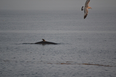 Balaenoptera acutorostrata