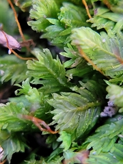 Fissidens taxifolius