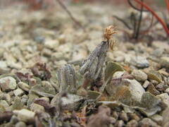 Sonchus novae-zelandiae